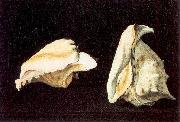 Napoletano, Filippo Two Shells oil painting on canvas